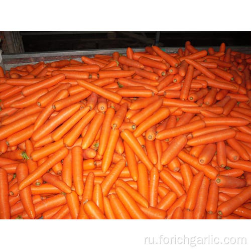 Свежая здоровая морковь с хорошим качеством